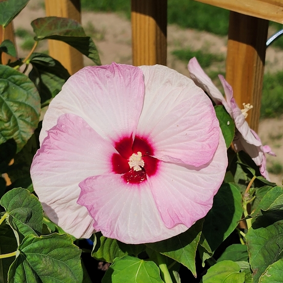 Meet your Posher, Stacey - Picture 1 of 1